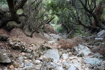 Ravine