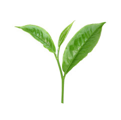 Green tea leaf isolated on white