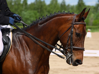 Dressage horse portrait in sports arena