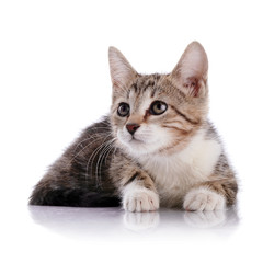 Striped with white a Small kitten.