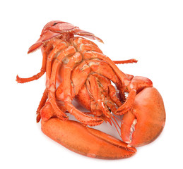 Boiled lobster