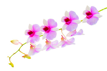 Fototapeta na wymiar flower dendrobium orchid isolated on white background