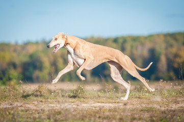 Obraz na płótnie Canvas Greyhound running in autumn