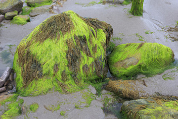 Stones with mud and seaweed on the beach of Atlantic Ocean.
