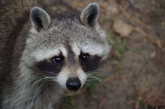 Waschb&auml;r