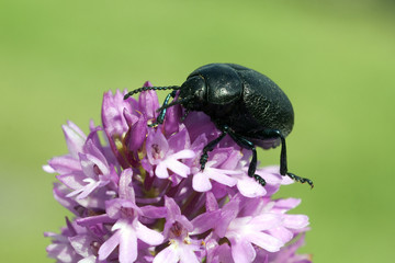 Blattkaefer, Chrysolina sturmi,