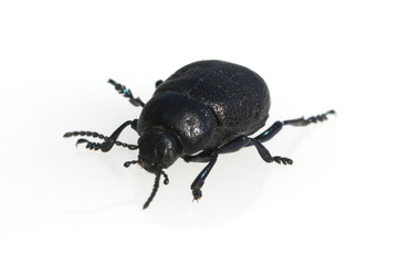Blattkaefer, Chrysolina sturmi,