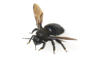 Holzbiene; Xylocopa; violacea