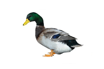 duck