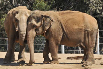 Obraz premium Elephants in a zoo