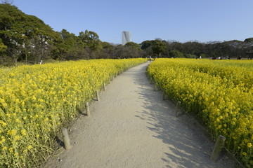 菜の花の径