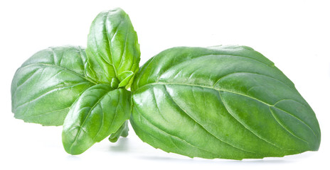 Green basil leaves isolated on a white.