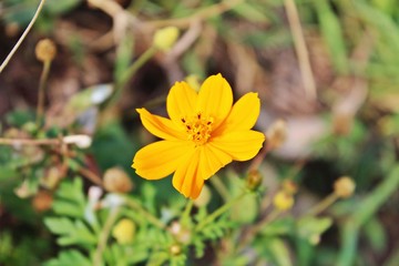 Single yellow cosmos