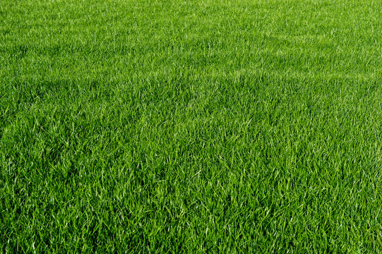 Grass-Top view-Background