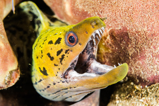 Fototapeta Fimbriated moray eel in Ambon, Maluku, Indonesia underwater