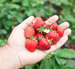 Strawberry fruits in a man's hands.