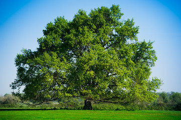 Fototapeta na wymiar Summer Landscape-Beautiful lonely tree