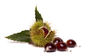 Close up view of chestnuts isolated on a white background.