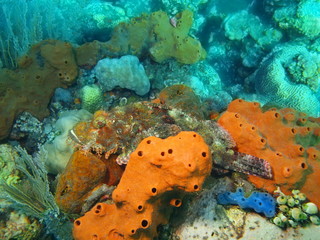 Scorpionfish, Island Bali, Tulamben
