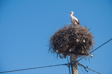 Nesting stork