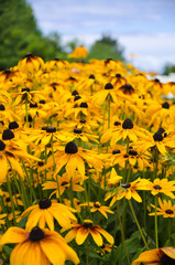 Flores Amarillas de Madeira