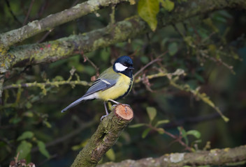 Great Tit