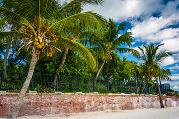 Palm trees at Higgs Beach, Key West, Florida.