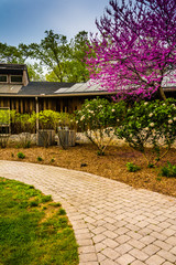 Fototapeta premium Path and redbud tree at the Nature Center in Wildwood Park, Harr