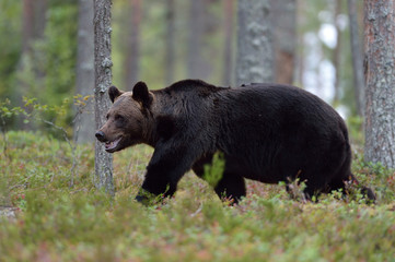 Obraz na płótnie Canvas Brown bear walking in the forest