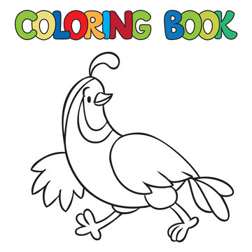 Coloring book of little quail