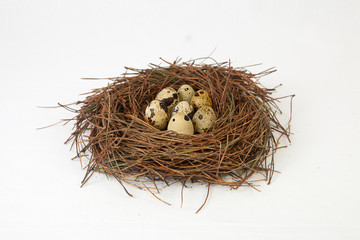 Nest with quail eggs