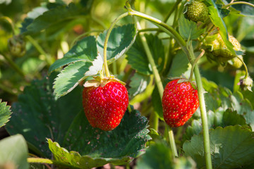 Strawberries