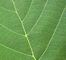 leaf texture