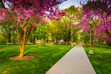 Fototapeten Redbud trees along a path at the Capitol Complex in Harrisburg, © jonbilous