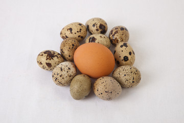 Fototapeta premium Quail eggs with an big chicken one