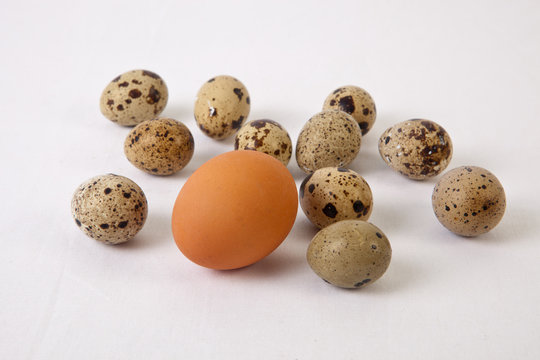 Quail eggs with an big chicken one