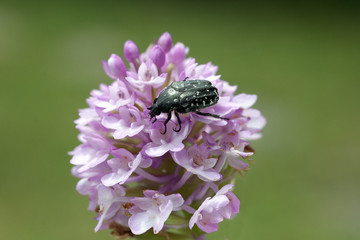 Zottiger, Rosenkaefer, Tropinota hirta;