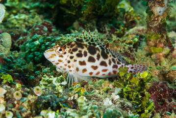 Pixy hawkfish in Ambon, Maluku, Indonesia underwater
