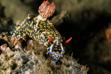 Nudibranch in Ambon, Maluku, Indonesia underwater