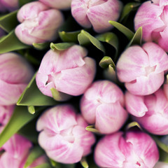 Close up of bouquet of pink tulips, toned