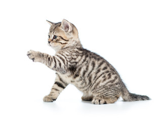 playful kitten cat isolated on white