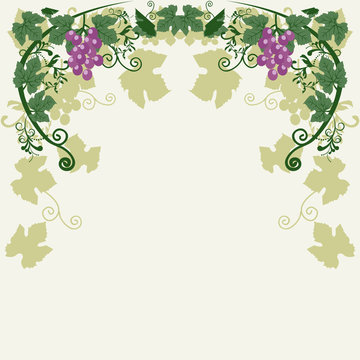 Vector illustration of grapevine with grape leaves