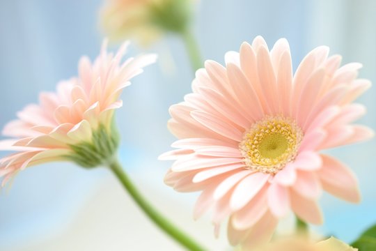 75 523 最適な ピンクのガーベラ 画像 ストック写真 ベクター Adobe Stock