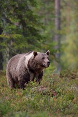 European brown bear with white collar in the forest