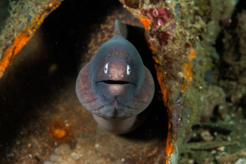 White-eyed moray eel in Ambon, Maluku, Indonesia underwater