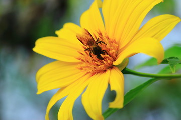 Bee sucking nectar from flowers.