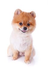 Obraz premium pomeranian dog brown short hair