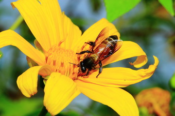Bee sucking nectar from flowers.