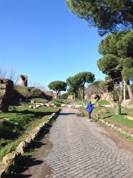 gregge che attraversa la strada sull'Appia Antica