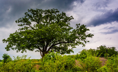 Storm clouds over a tree at Devil's Den in Gettysburg, Pennsylva
